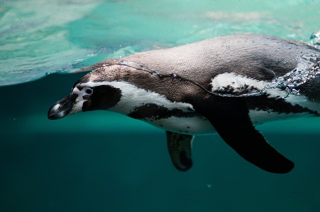企鹅 鸟类学 野生动物 - 上的免费照片