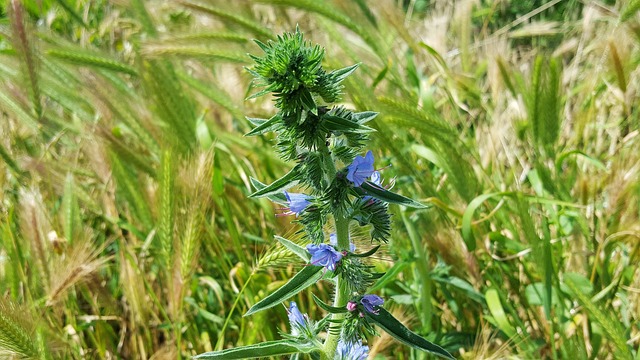 藜麦 Blueweed 毒蛇Bugloss - 上的免费照片