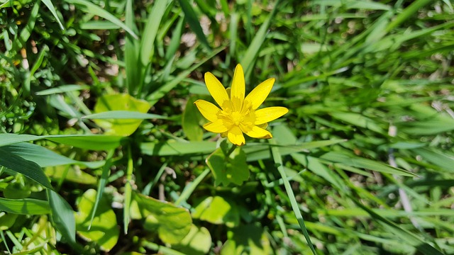 无花果 小白屈菜 图毛茛 - 上的免费照片