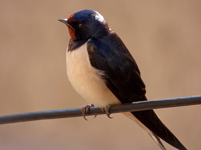 隆德里纳 奥雷内特 家燕 Hirundo - 上的免费照片