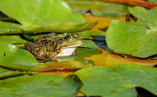 青蛙 水的青蛙 荷叶 - 上的免费照片