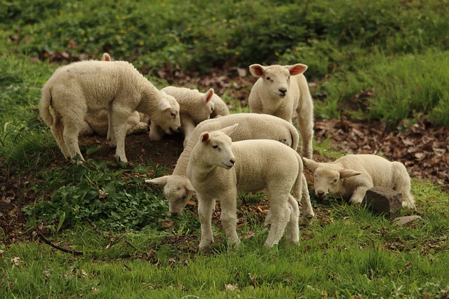 羊肉 羊 动物 - 上的免费照片