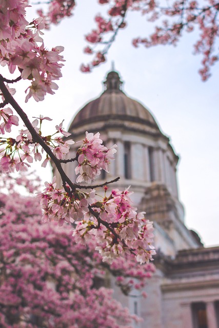 华盛顿州 国会大厦 粉红色的花朵 - 上的免费照片
