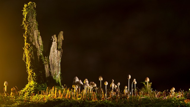 蘑菇 小蘑菇 野生蘑菇 - 上的免费照片