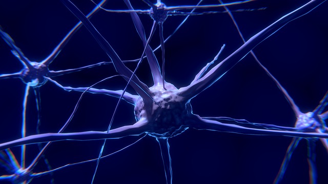 神经细胞 神经元 神经系统 - 上的免费图片
