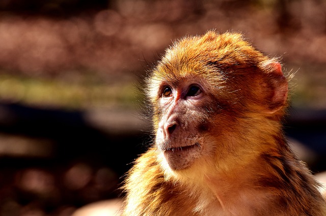 巴巴利猕猴 动物 ?ffchen - 上的免费照片