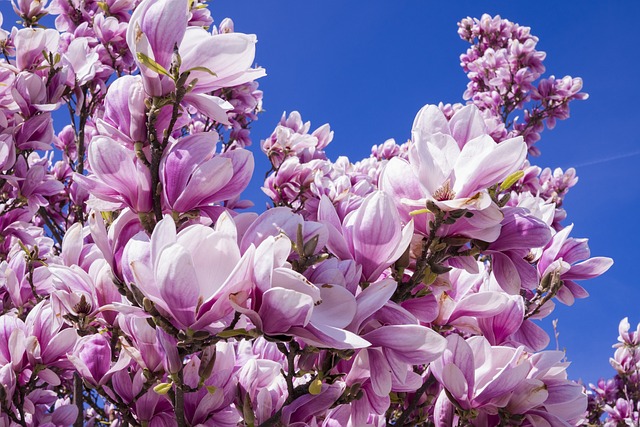 木兰 盛开 粉色的 - 上的免费照片
