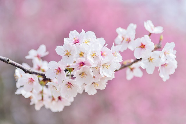 樱花 景观 春天 - 上的免费照片