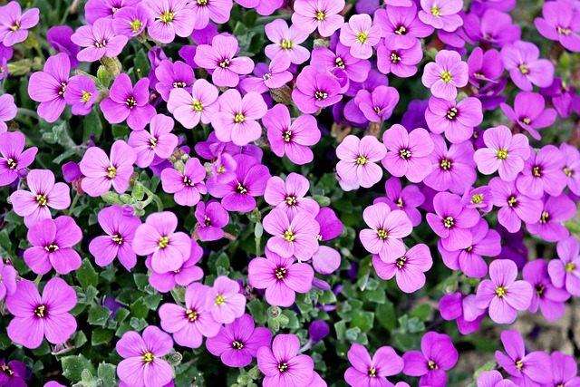 紫色的 花朵 花瓣 - 上的免费照片