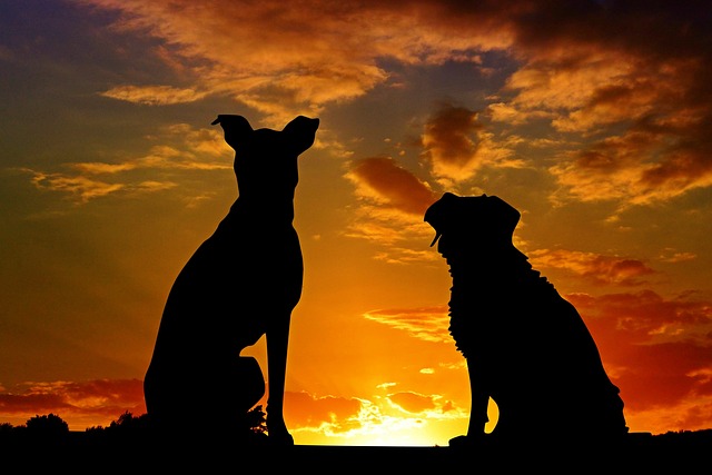 小狗 动物 日落 - 上的免费照片
