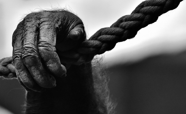 手 猴 绳索 - 上的免费照片