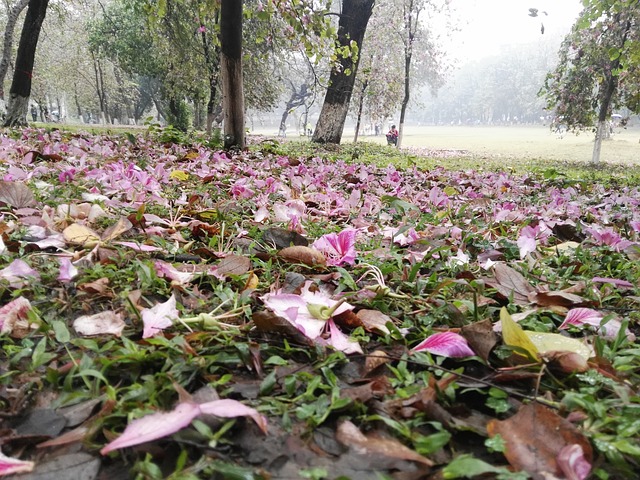 紫荆花 落英 - 上的免费照片