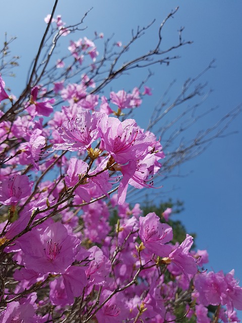 春天的花朵 映山红 大韩民国 - 上的免费照片