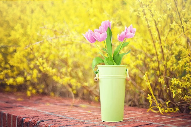 春天的花朵 连翘 黄色 - 上的免费照片