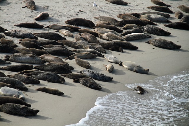 海狮 圣地亚哥 拉霍亚 - 上的免费照片