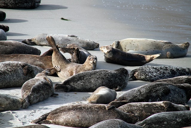 海狮 圣地亚哥 拉霍亚 - 上的免费照片