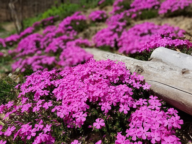春天的花朵 地板失败富士吉田火祭 花草 - 上的免费照片