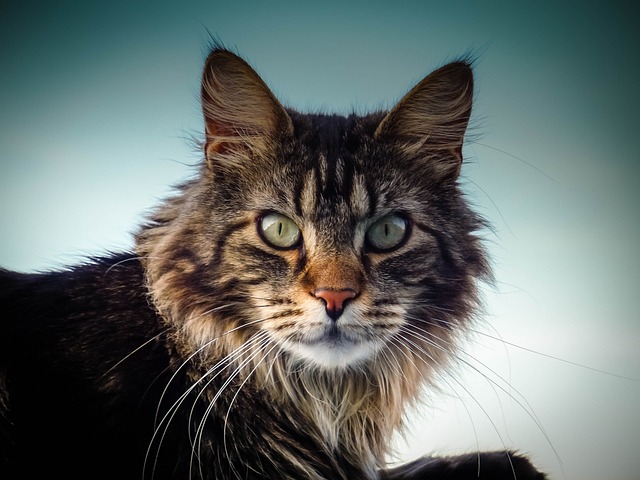 缅因猫 猫 眼睛 - 上的免费照片