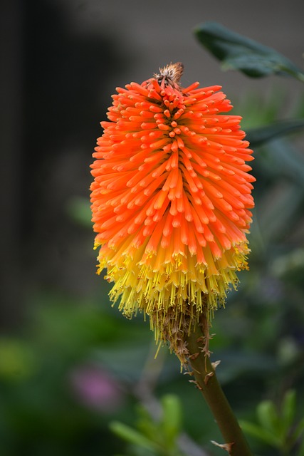 花 Kniphofia 植物区系 - 上的免费照片