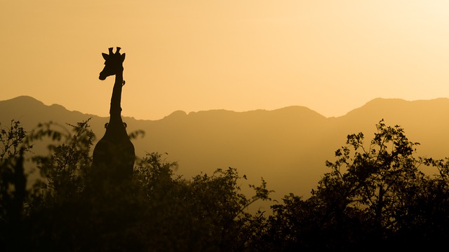 长颈鹿 日落 南非 - 上的免费照片