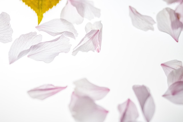 花瓣 坠落 日本樱花 - 上的免费照片