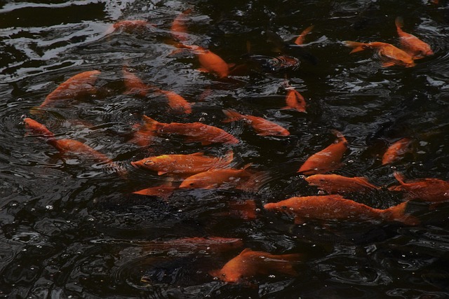 鱼 生机 金鱼 - 上的免费照片