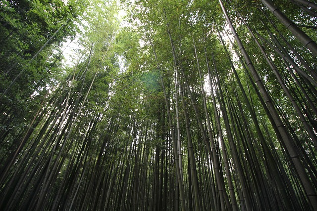 潭阳 竹之园 竹 - 上的免费照片
