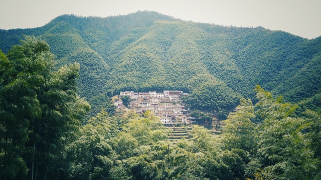木坑 竹海 - 上的免费照片