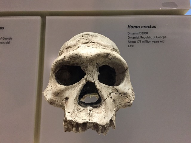 猿人 颅骨 祖先 - 上的免费照片
