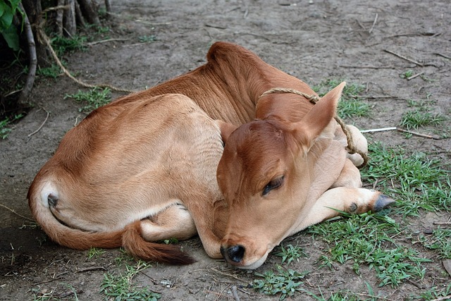 肯尼亚 瘤 - 上的免费照片
