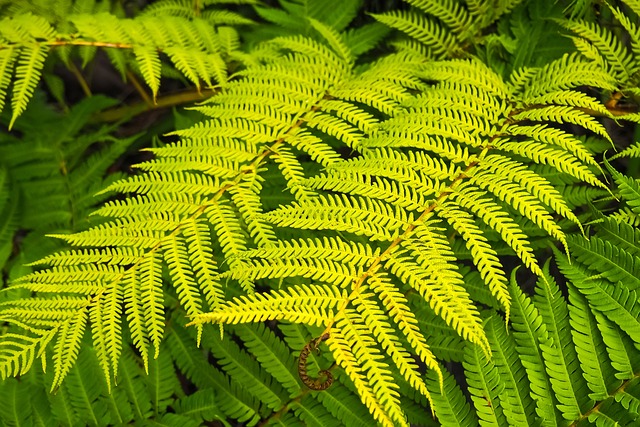 蕨类 植物 森林植物 - 上的免费照片