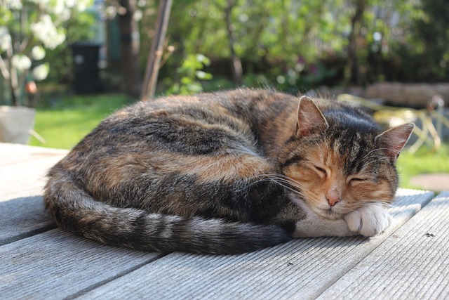 猫 动物 家畜 - 上的免费照片