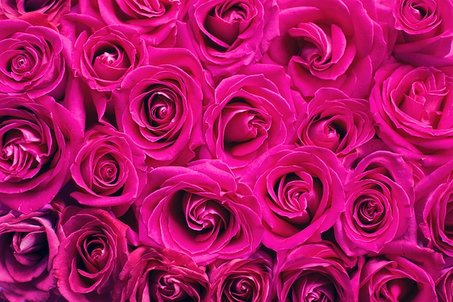 粉色的 花朵 玫瑰 - 上的免费照片