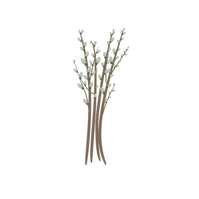 柳树的花絮 树枝 植物 - 上的免费图片