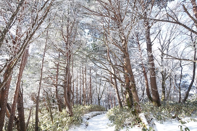 雪山 冬季 景观 - 上的免费照片