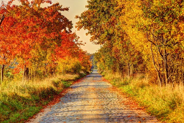路 泥路 小路 - 上的免费照片