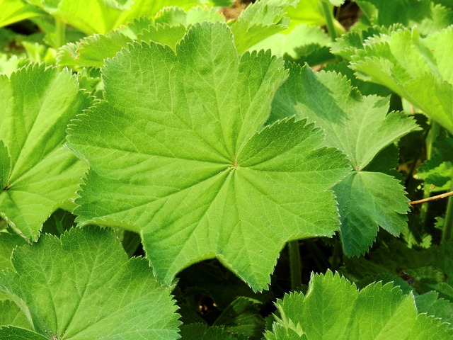 Alchemilla Frauenmantel 叶子 - 上的免费照片