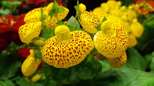 杓Calceolus 美丽 花 - 上的免费照片