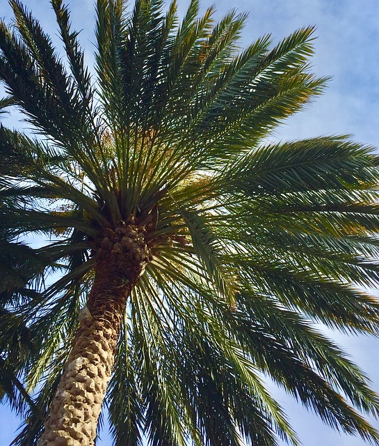 棕榈 树 棕榈树 - 上的免费照片