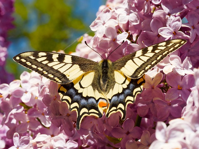 燕尾 巨燕尾 蝴蝶 - 上的免费照片