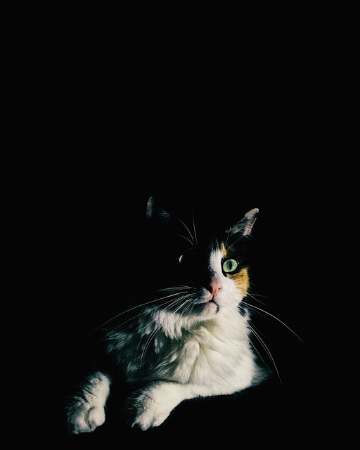猫 肖像 朋友 - 上的免费照片