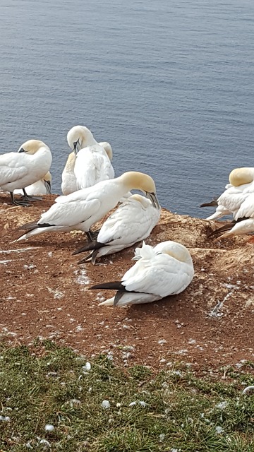 格兰 岩石 北海 - 上的免费照片