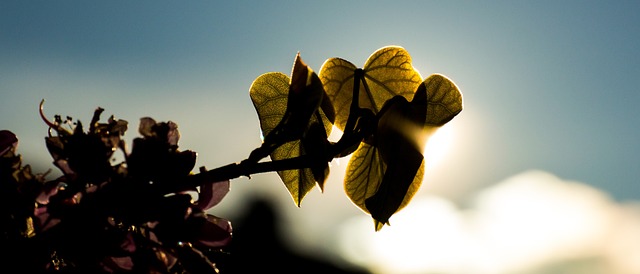 叶子 心 心的形状 - 上的免费照片
