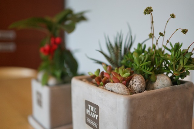 计划内 一千只是现在 水泥盆 - 上的免费照片