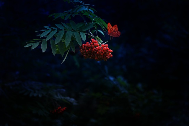 罗文浆果 蝴蝶 自然 - 上的免费照片