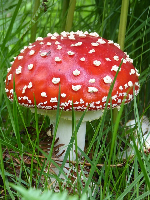 蘑菇 菌类 红色的 - 上的免费照片