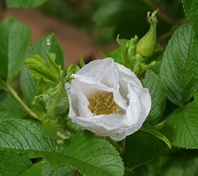 玫瑰上的雨滴 玫瑰 雨 - 上的免费照片