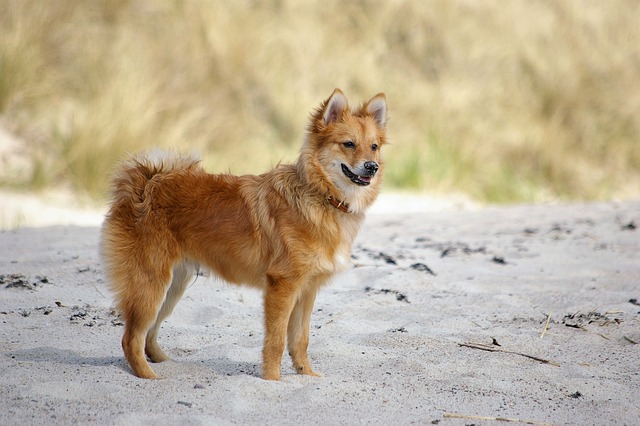 狗 小费 号 （单数） - 上的免费照片