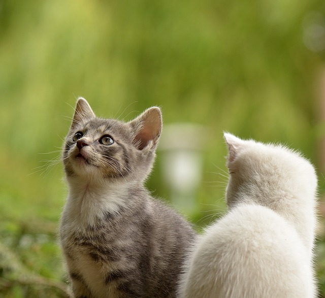 小猫 猫科动物 宠物 - 上的免费照片