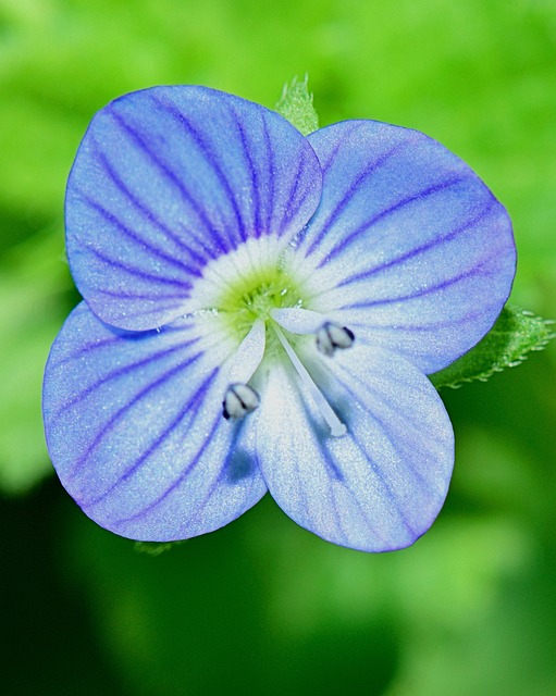 自然 花 花朵 - 上的免费照片